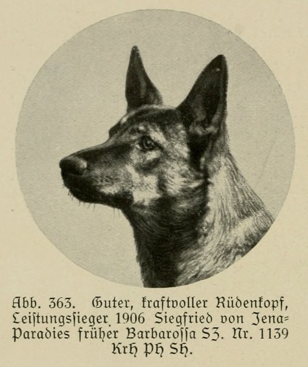 Der_deutsche_Schaferhund_in_Wort_und_Bild_-_vintage-dogs.com _0540.jpg
