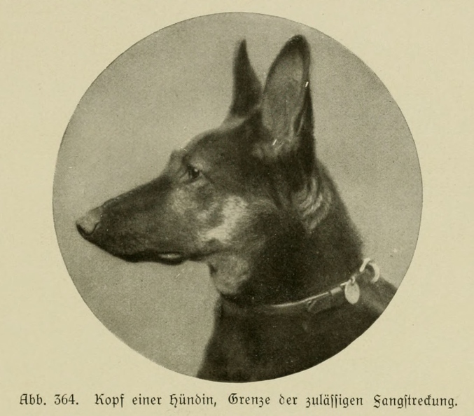 Der_deutsche_Schaferhund_in_Wort_und_Bild_-_vintage-dogs.com _0541.jpg