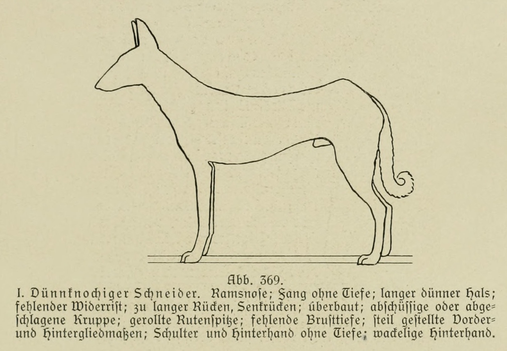 Der_deutsche_Schaferhund_in_Wort_und_Bild_-_vintage-dogs.com _0547.jpg