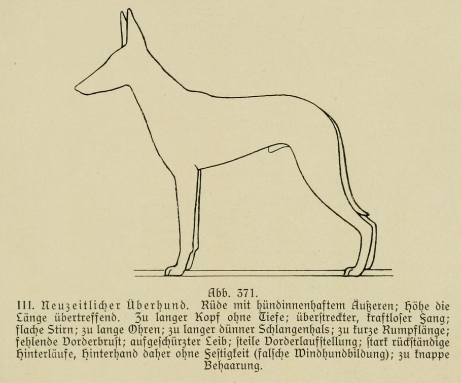 Der_deutsche_Schaferhund_in_Wort_und_Bild_-_vintage-dogs.com _0549.jpg