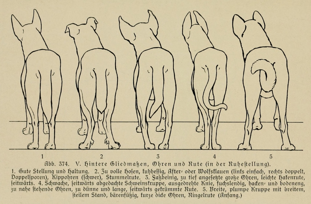 Der_deutsche_Schaferhund_in_Wort_und_Bild_-_vintage-dogs.com _0552.jpg