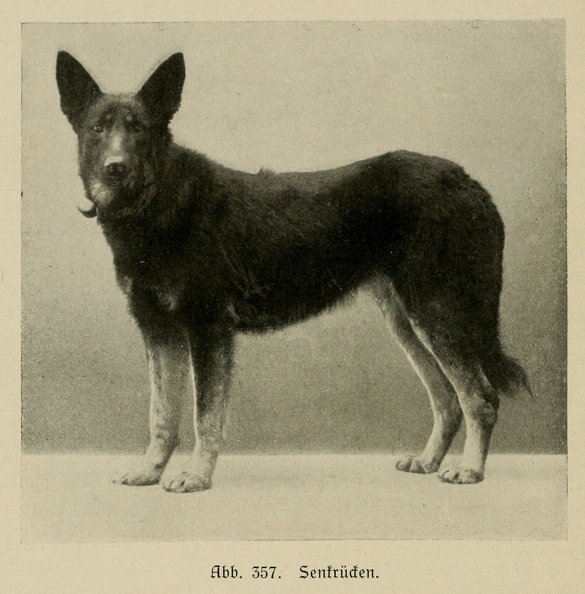 Der_deutsche_Schaferhund_in_Wort_und_Bild_-_vintage-dogs.com _0560.jpg