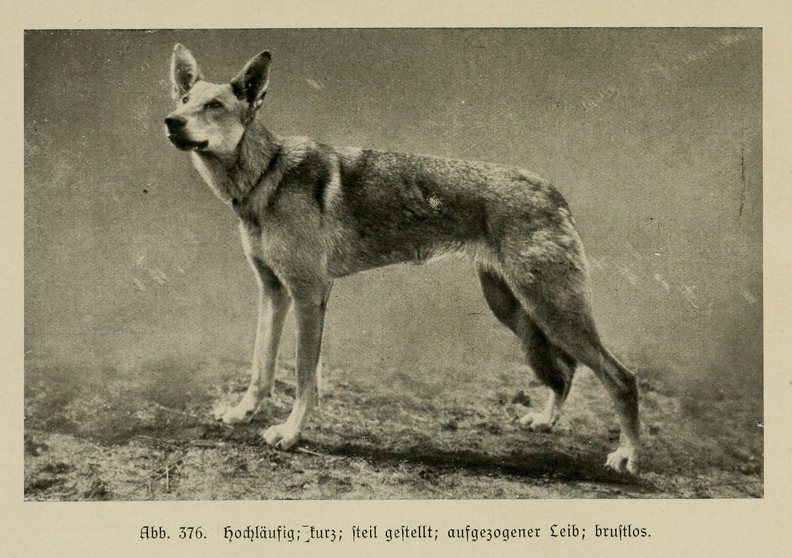 Der_deutsche_Schaferhund_in_Wort_und_Bild_-_vintage-dogs.com _0558.jpg