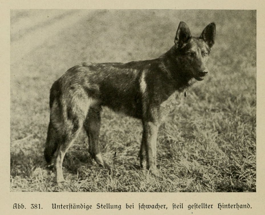 Der_deutsche_Schaferhund_in_Wort_und_Bild_-_vintage-dogs.com _0570.jpg