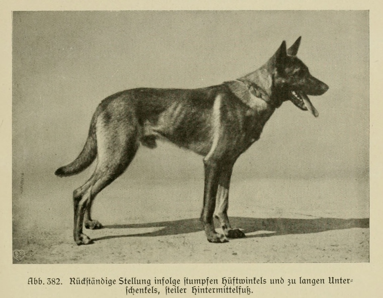 Der_deutsche_Schaferhund_in_Wort_und_Bild_-_vintage-dogs.com _0571.jpg