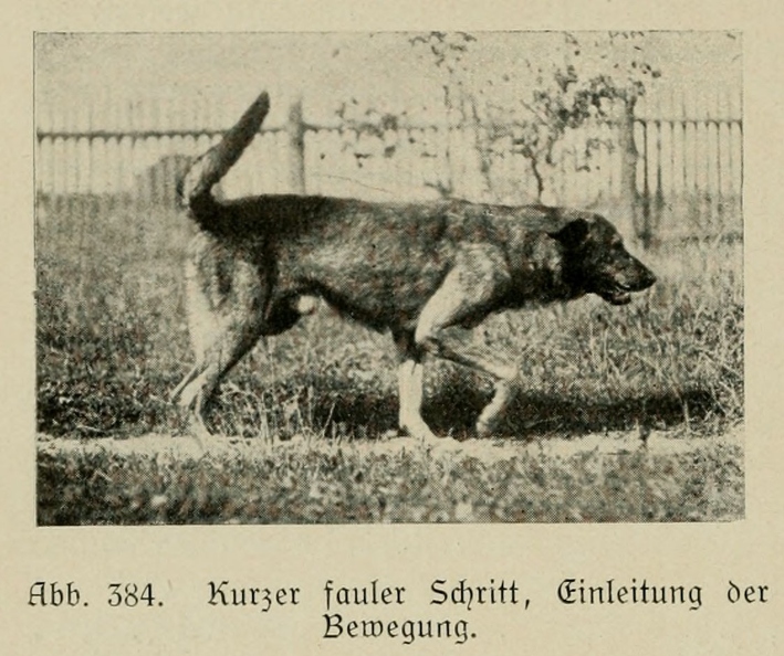Der_deutsche_Schaferhund_in_Wort_und_Bild_-_vintage-dogs.com _0576.jpg