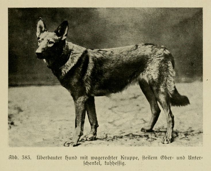 Der_deutsche_Schaferhund_in_Wort_und_Bild_-_vintage-dogs.com _0573.jpg