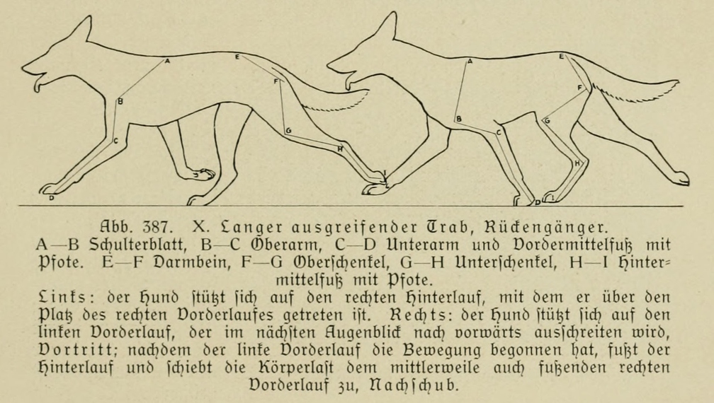 Der_deutsche_Schaferhund_in_Wort_und_Bild_-_vintage-dogs.com _0577 (2).jpg