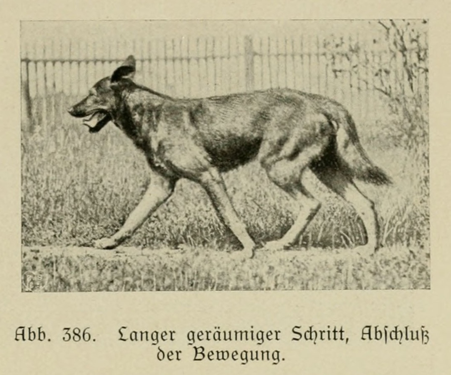 Der_deutsche_Schaferhund_in_Wort_und_Bild_-_vintage-dogs.com _0577.jpg