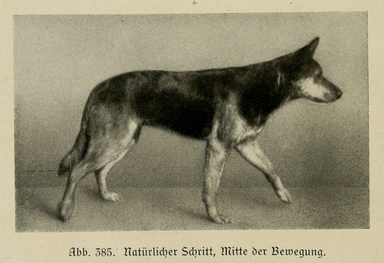 Der_deutsche_Schaferhund_in_Wort_und_Bild_-_vintage-dogs.com _0576 (2).jpg