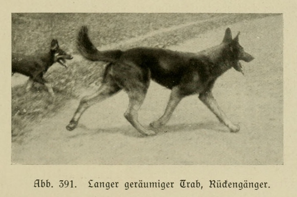 Der_deutsche_Schaferhund_in_Wort_und_Bild_-_vintage-dogs.com _0579 (2).jpg