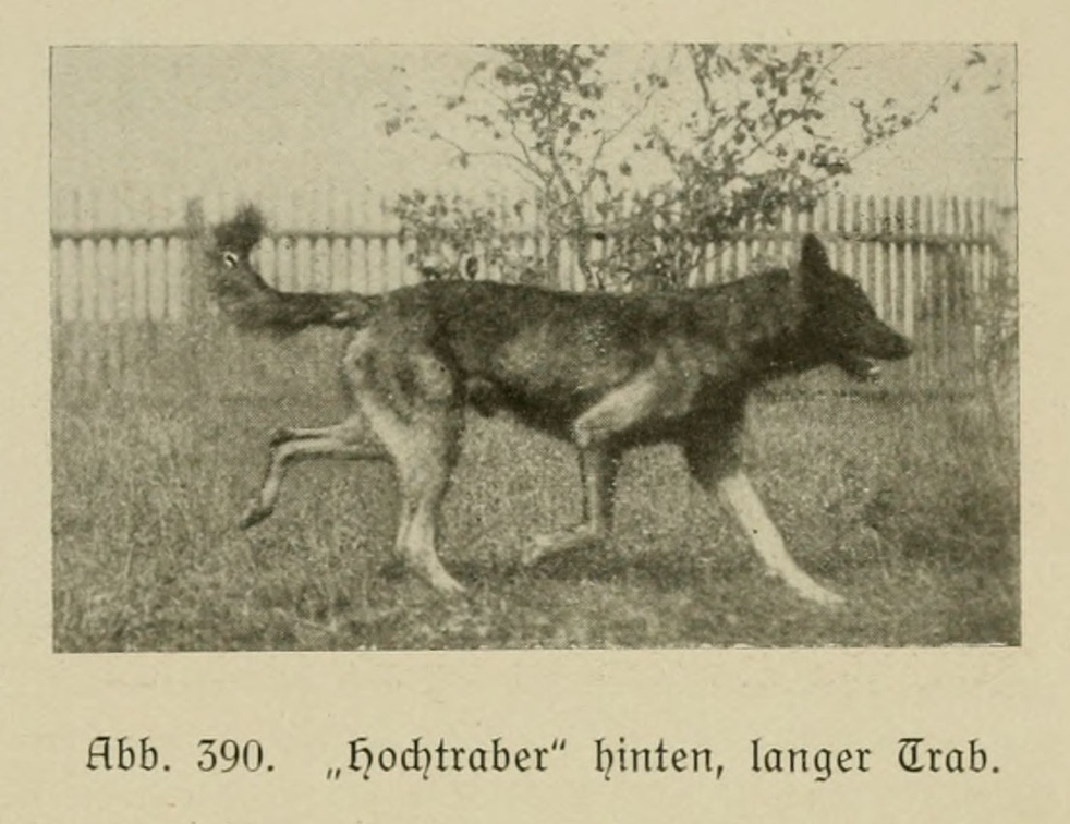 Der_deutsche_Schaferhund_in_Wort_und_Bild_-_vintage-dogs.com _0579.jpg