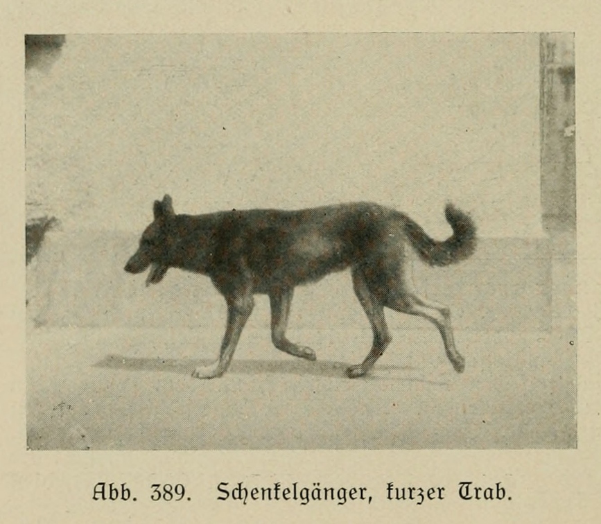 Der_deutsche_Schaferhund_in_Wort_und_Bild_-_vintage-dogs.com _0578 (2).jpg
