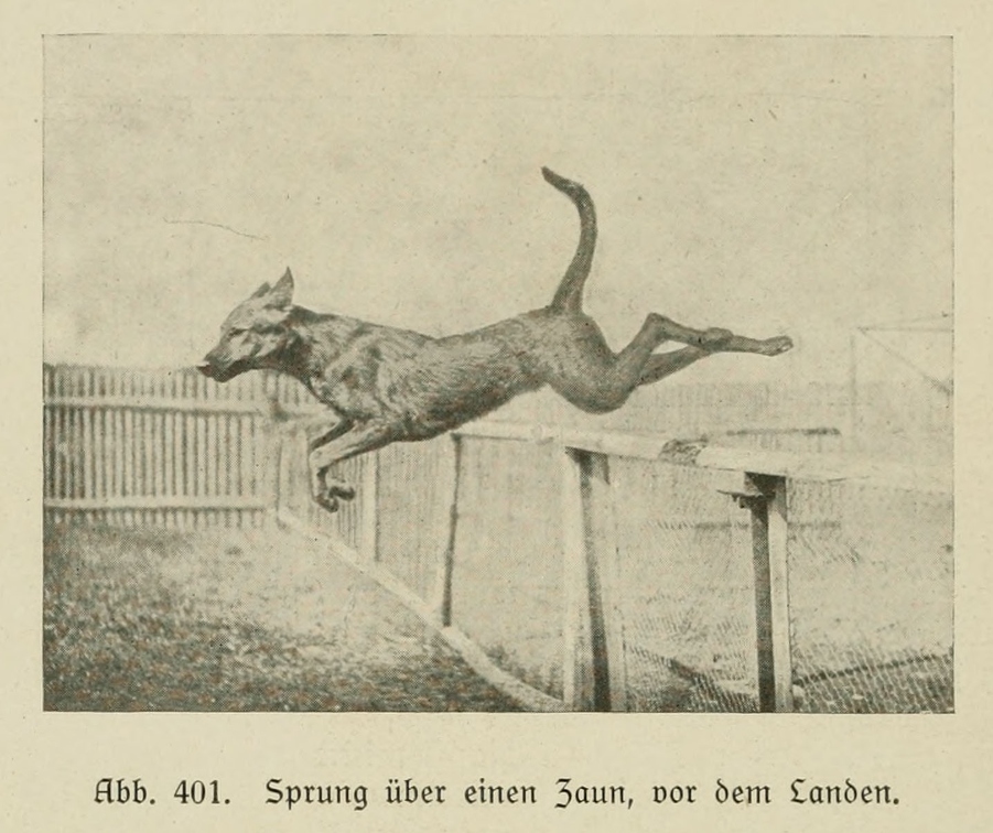 Der_deutsche_Schaferhund_in_Wort_und_Bild_-_vintage-dogs.com _0584.jpg