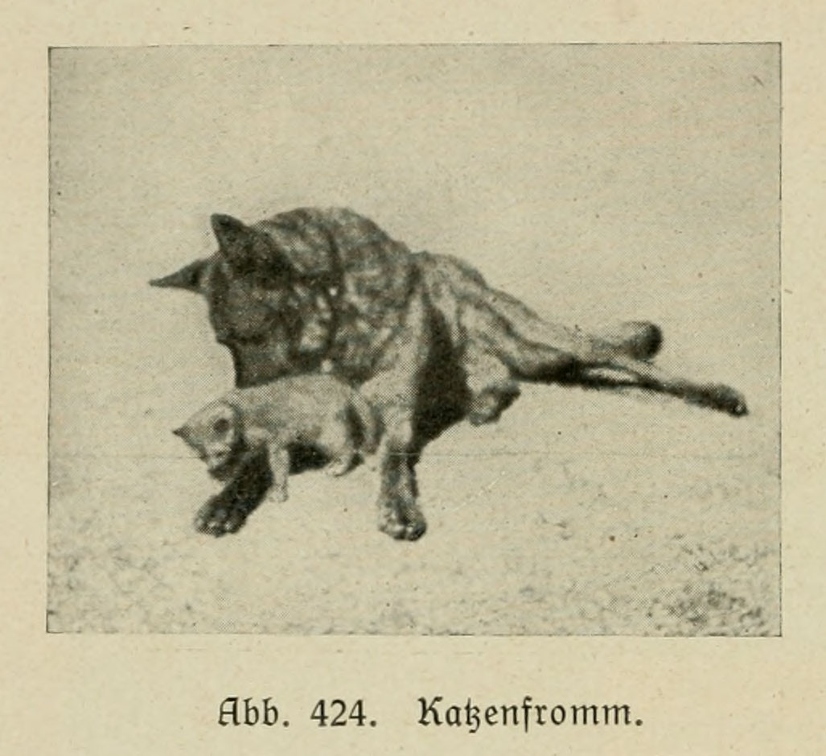 Der_deutsche_Schaferhund_in_Wort_und_Bild_-_vintage-dogs.com _0620.jpg