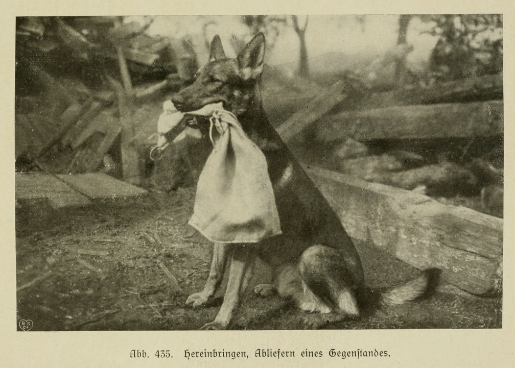 Der_deutsche_Schaferhund_in_Wort_und_Bild_-_vintage-dogs.com _0643.jpg