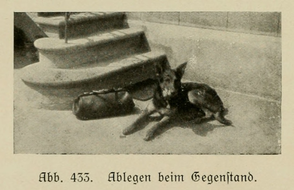 Der_deutsche_Schaferhund_in_Wort_und_Bild_-_vintage-dogs.com _0640 (2).jpg