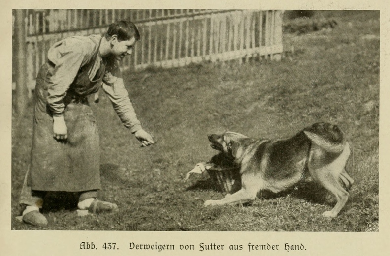 Der_deutsche_Schaferhund_in_Wort_und_Bild_-_vintage-dogs.com _0645.jpg