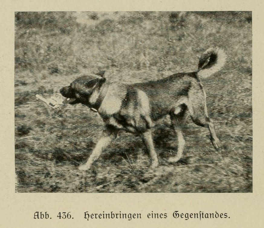 Der_deutsche_Schaferhund_in_Wort_und_Bild_-_vintage-dogs.com _0644.jpg