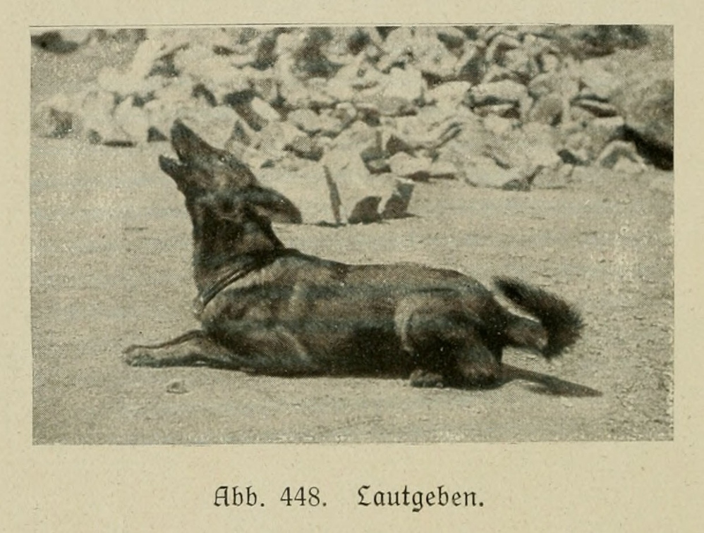 Der_deutsche_Schaferhund_in_Wort_und_Bild_-_vintage-dogs.com _0654.jpg