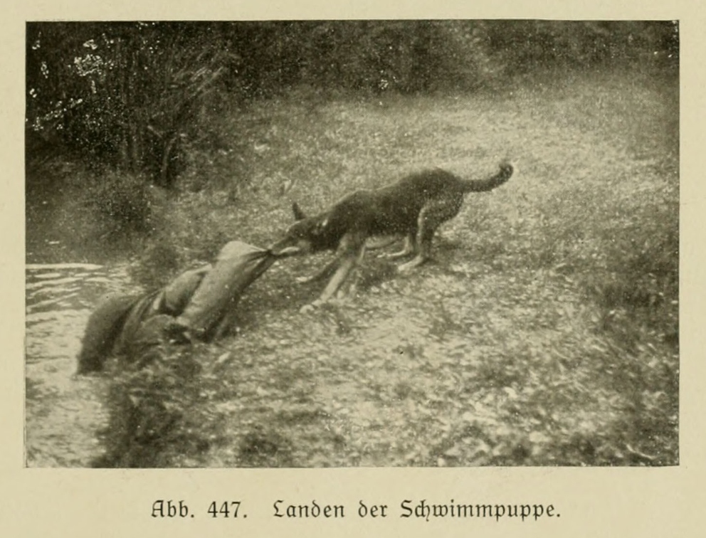 Der_deutsche_Schaferhund_in_Wort_und_Bild_-_vintage-dogs.com _0653 (2).jpg