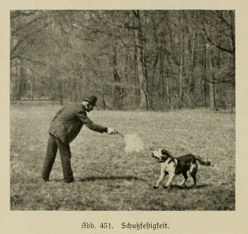 Der_deutsche_Schaferhund_in_Wort_und_Bild_-_vintage-dogs.com _0658.jpg