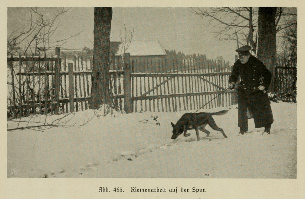 Der_deutsche_Schaferhund_in_Wort_und_Bild_-_vintage-dogs.com _0678.jpg
