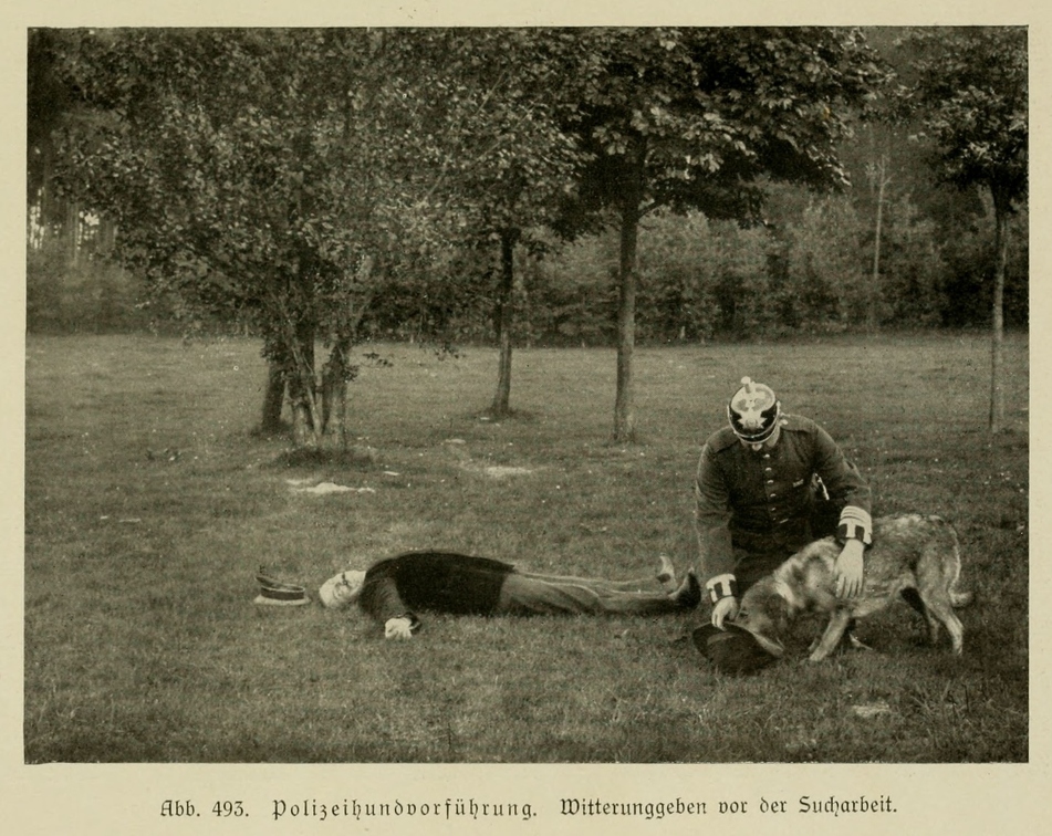 Der_deutsche_Schaferhund_in_Wort_und_Bild_-_vintage-dogs.com _0755.jpg