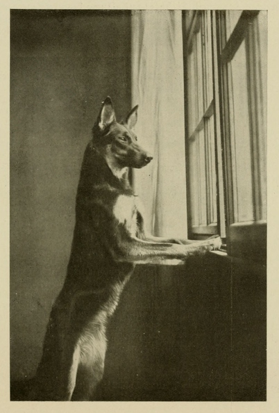 Der_deutsche_Schaferhund_in_Wort_und_Bild_-_vintage-dogs.com _0761.jpg