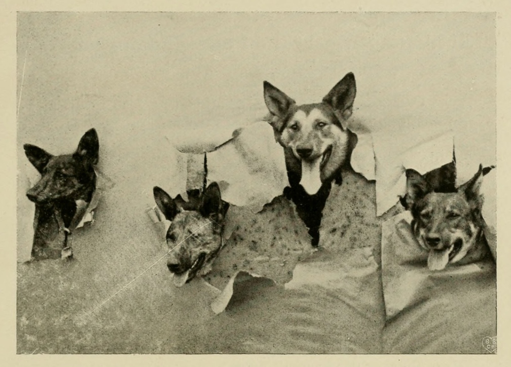 Der_deutsche_Schaferhund_in_Wort_und_Bild_-_vintage-dogs.com _0769.jpg