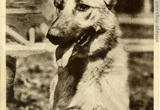Служебную собаку на оборону СССР
