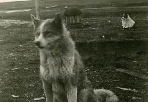 Собаки Нижне-Ленской экспедиции ВАИ