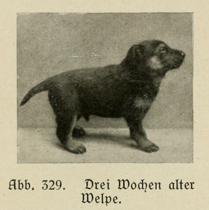 Der_deutsche_Schaferhund_in_Wort_und_Bild_-_vintage-dogs.com _0458.jpg